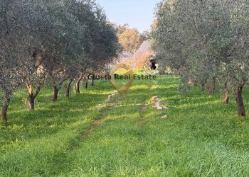 Foto 4 - Trilocale Contrada Sardella, San Michele Salentino - foto 4