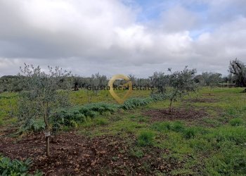 Foto 7 - Agricultural land Contrada Santa Caterina
sn, San Vito dei Normanni - photo 7