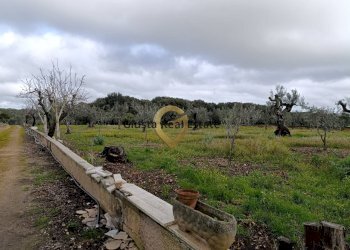 Foto 11 - Agricultural land Contrada Santa Caterina
sn, San Vito dei Normanni - photo 11