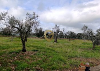Foto 12 - Agricultural land Contrada Santa Caterina
sn, San Vito dei Normanni - photo 12