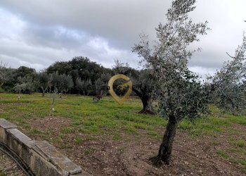 Foto 15 - Agricultural land Contrada Santa Caterina
sn, San Vito dei Normanni - photo 15