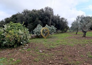 Foto 19 - Agricultural land Contrada Santa Caterina
sn, San Vito dei Normanni - photo 19