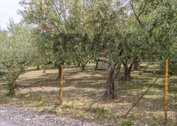 Giardino - Terreno edificabile Via Enrico Mattei
snc, Cupello - foto 9
