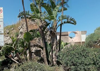Giardino - Villa PROVINCIALE SUCCHIVO SANT'ANGELO
 
55/A, Serrara Fontana - foto 46