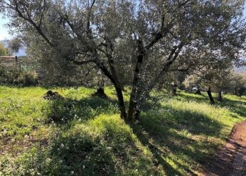 IMG_2715 - Terreno edificabile Via Antonio Gramsci, Marcellina - foto 6
