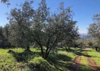 IMG_2719 - Terreno edificabile Via Antonio Gramsci, Marcellina - foto 10