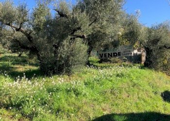 IMG_2720 - Terreno edificabile Via Antonio Gramsci, Marcellina - foto 11