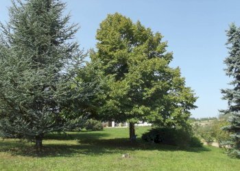 Villa strada Serra, Antignano - foto 7