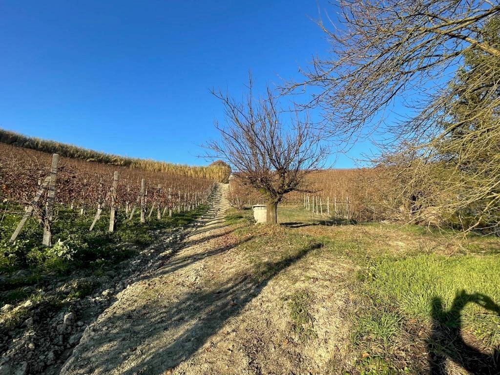 Terreno agricolo Alice Bel Colle - foto 2