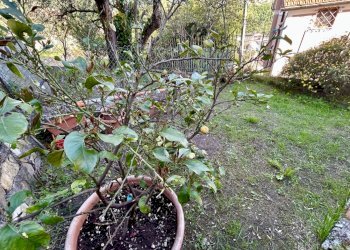 Two-room apartment Salita Loggia, Genova (neighborhood Struppa) - photo 41