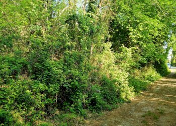 Foto 5 - Building land delle ville, Vergiate - photo 5