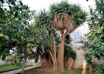 Giardino - Independent house Via Ugo Foscolo
 
28/30/32, Terlizzi - photo 25