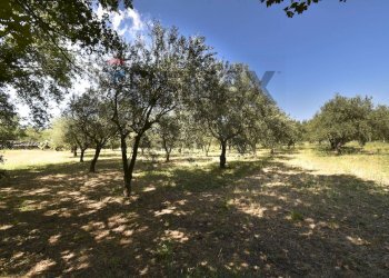 Giardino - Villa Via Montelaguardia
 
15, Randazzo - photo 52