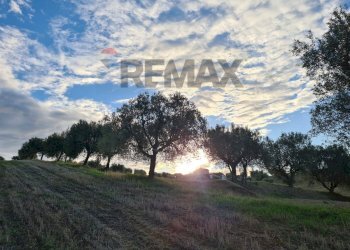 Giardino - Terreno agricolo (A125) Bivio Via Pizzotondo e Terrabianca
A125, Alba Adriatica - foto 4