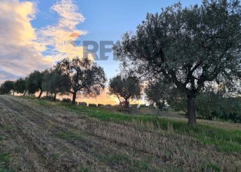 Giardino - Terreno agricolo (A125) Bivio Via Pizzotondo e Terrabianca
A125, Alba Adriatica - foto 5