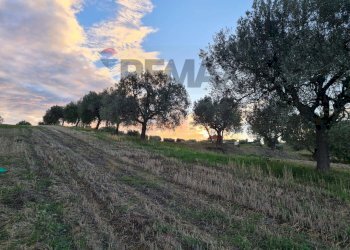 Giardino - Terreno agricolo (A125) Bivio Via Pizzotondo e Terrabianca
A125, Alba Adriatica - foto 6