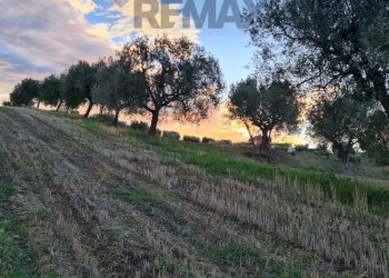Giardino - Terreno agricolo (A125) Bivio Via Pizzotondo e Terrabianca
A125, Alba Adriatica - foto 7