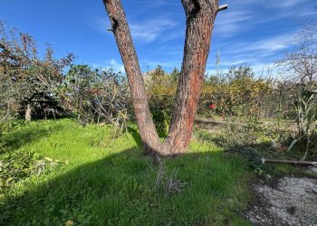 Giardino - Villa Via Della Zagara
 
12, Misilmeri - photo 10