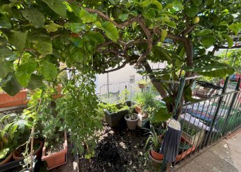Two-room apartment Via Zagora, 15 
 Campiglia, La Spezia (neighborhood Campiglia) - photo 5