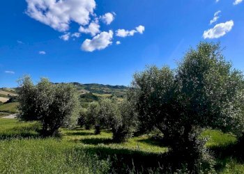 Foto 6 - Rustic Contrada Messieri
 
snc, Ripatransone - photo 6