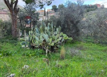 Giardino - Terreno edificabile Via Eugenio Montale Piano Geli S.M. 22
8, Monreale - foto 6