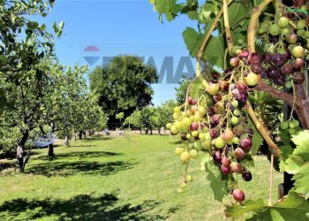 Giardino - Villa contrada Arcile
 
sn, Augusta - photo 22