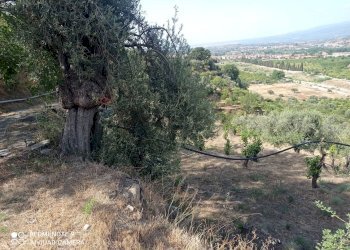 Giardino - Terreno agricolo via fondaco d'accorso
-, Taormina - foto 2
