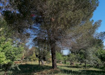 Giardino - Villa Contrada Poggioreale
 
snc, San Vito dei Normanni - foto 10