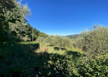 WhatsApp Image 2026-06-18 at 15.40.53 - Terreno agricolo Via Villanova 2, Quiliano - foto 6