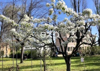 Casale Zenson di Piave - foto 32