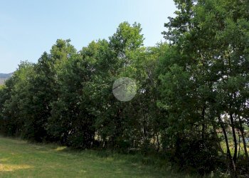 Terreno agricolo Boschivo Via Pragranero, Val della Torre - foto 4