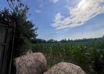 Foto 9 - Agricultural land Via perine, Villorba - photo 9