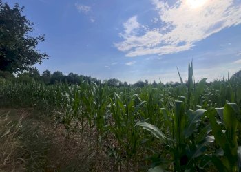 Foto 29 - Agricultural land Via perine, Villorba - photo 29