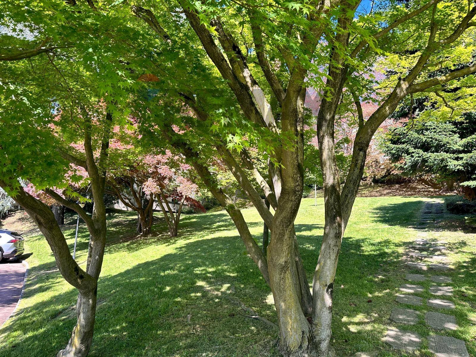 Giardino - Appartamento Via Miogni
12, Varese - foto 3
