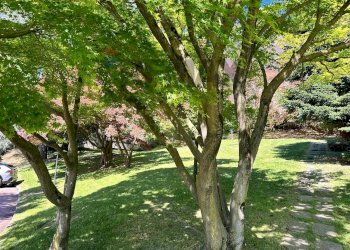 Giardino - Appartamento Via Miogni
 
12, Varese - foto 3