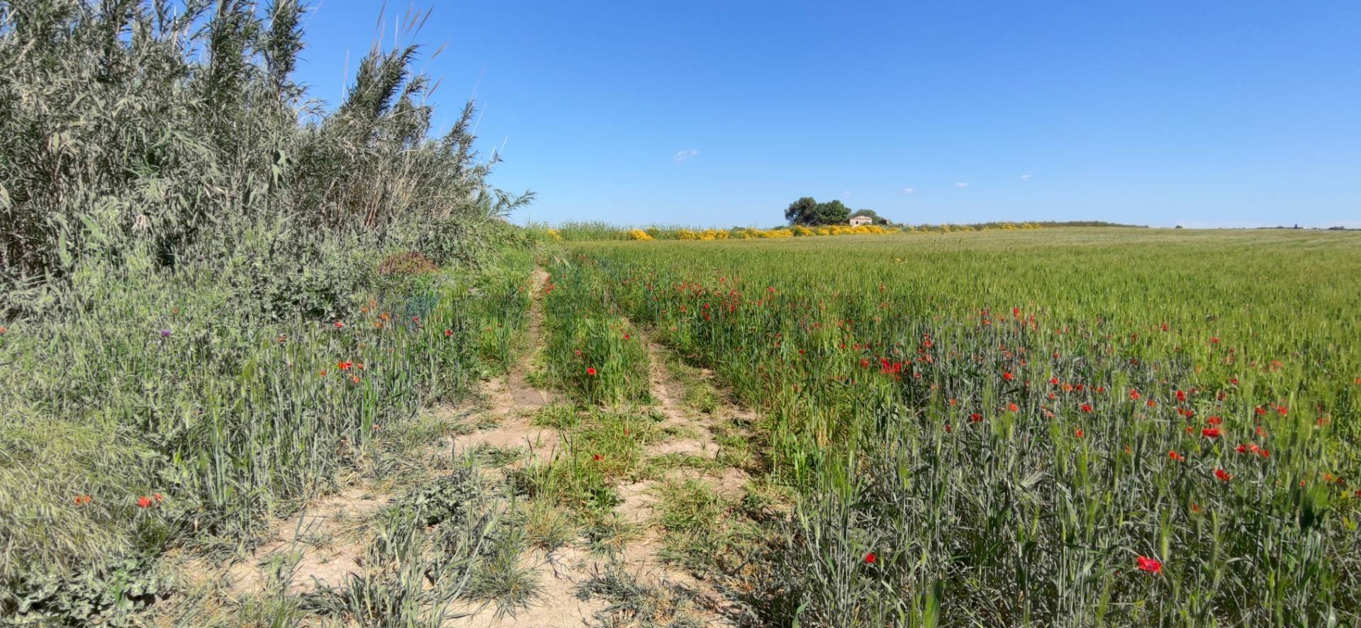 Giardino - Terreno agricolo strada provinciale 44
 
snc, Noto - foto 1