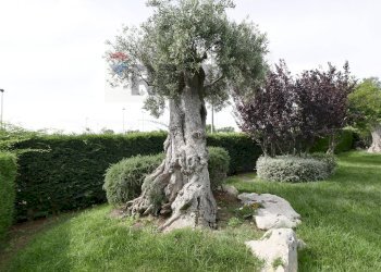 Giardino - Villa Contrada Grottole - Neapolis
 
28/1, Polignano a Mare - photo 29