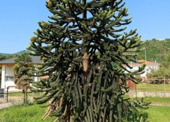 Terreno - Rustico via Luigi Einaudi, 34, San Secondo di Pinerolo - foto 10