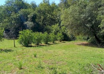 WhatsApp Image 2026-06-04 at 11.09.16 (1) - Terreno agricolo Via Rimembranze 45, Amelia - foto 3