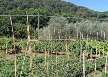 WhatsApp Image 2026-06-04 at 11.09.17 (1) - Terreno agricolo Via Rimembranze 45, Amelia - foto 5