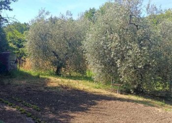 WhatsApp Image 2026-06-04 at 11.09.17 (2) - Terreno agricolo Via Rimembranze 45, Amelia - foto 6