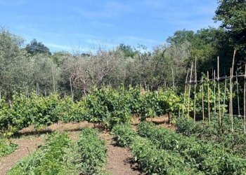 WhatsApp Image 2026-06-04 at 11.09.17 (3) - Terreno agricolo Via Rimembranze 45, Amelia - foto 7