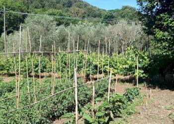 WhatsApp Image 2026-06-04 at 11.09.17 - Terreno agricolo Via Rimembranze 45, Amelia - foto 8