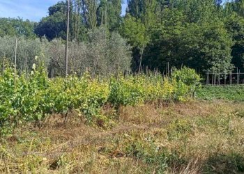WhatsApp Image 2026-06-04 at 11.09.18 (3) - Terreno agricolo Via Rimembranze 45, Amelia - foto 11