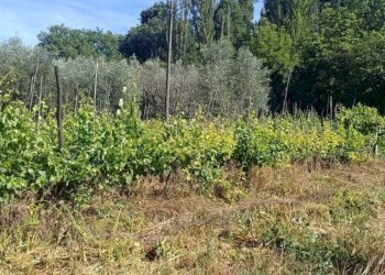 WhatsApp Image 2026-06-04 at 11.09.18 (4) - Terreno agricolo Via Rimembranze 45, Amelia - foto 12