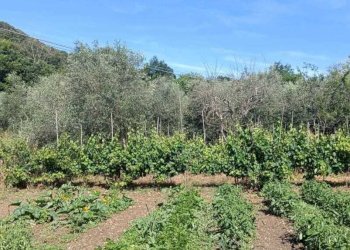 WhatsApp Image 2026-06-04 at 11.09.18 - Terreno agricolo Via Rimembranze 45, Amelia - foto 13