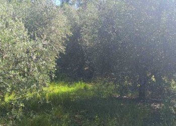 WhatsApp Image 2026-06-04 at 11.09.19 (1) - Terreno agricolo Via Rimembranze 45, Amelia - foto 14