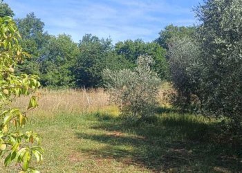 WhatsApp Image 2026-06-04 at 11.09.19 (3) - Terreno agricolo Via Rimembranze 45, Amelia - foto 16