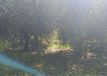 WhatsApp Image 2026-06-04 at 11.09.19 - Terreno agricolo Via Rimembranze 45, Amelia - foto 17