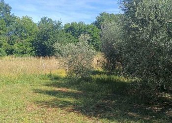 WhatsApp Image 2026-06-04 at 11.09.20 - Terreno agricolo Via Rimembranze 45, Amelia - foto 18